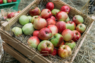 Apples lying on the hay in wood boxes