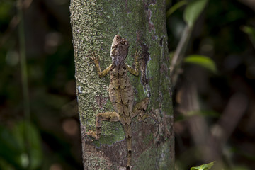 Camaleãozinho (Enyalius brasiliensis) | Brazilian Fathead Anole photographed in Linhares, Espírito Santo - Southeast of Brazil. Atlantic Forest Biome. 