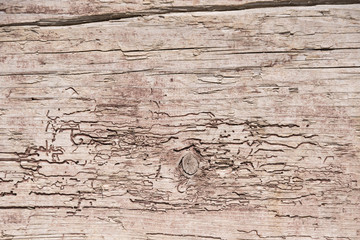 zernagte und verwitterte Holzwand