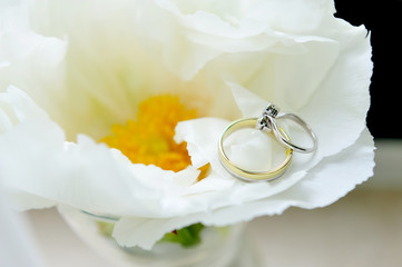 wedding rings, couple, forever, bridge, human, beauty, 