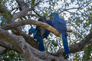 Hyacinth Macaw (Anodorhynchus hyacinthinus) lives in the biomes of the Amazon and especially in the Cerrado and Pantanal. This species is threatened with extinction. Captive animal.