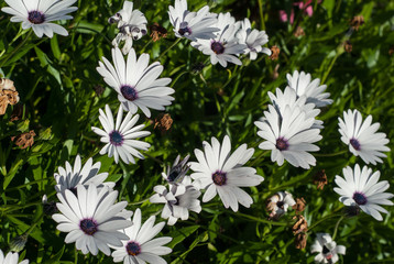 Białe kwiaty © Waldek Pietrzak