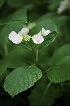 Hydrangea macrophylla buds opening on the plant
