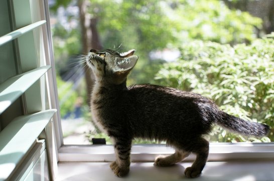 Kitten's first time in the window