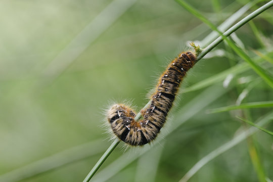 Oak Eggar Caterpillar (Lasiocampa quercus). Derbyshire, UK.