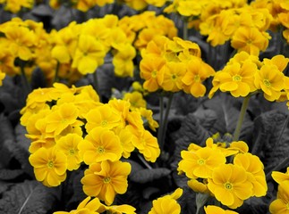 Yellow flowers in blossom on condolence card