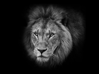 Fototapeta na wymiar Lion head black and white