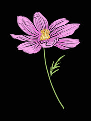 Cosmos flower for embroidery in botanical illustration style on 