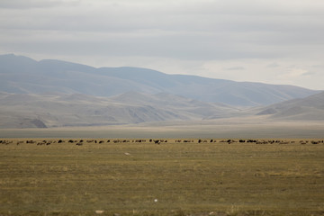 Fototapeta na wymiar Beautiful mountain view with grazing sheeps in a cloudy autumn day. Altai, Russia