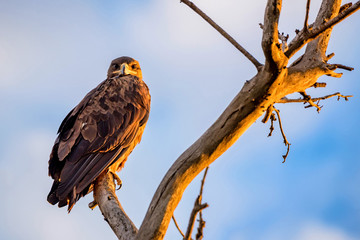 Steppe eagle or Aquila nipalensis sits on a tree