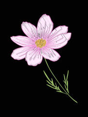Cosmos flower for embroidery in botanical illustration style on 