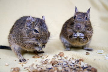 Koszatniczka brązowa