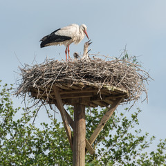 Mother stork with baby storks in the nest