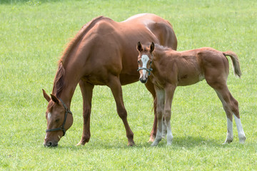 Mare with foal in a meadow