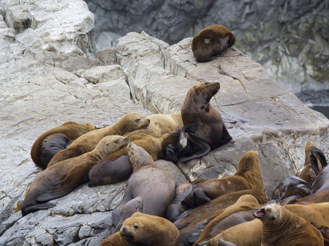 The sea lion rookery. Islands in the Pacific ocean near the coast of Kamchatka.