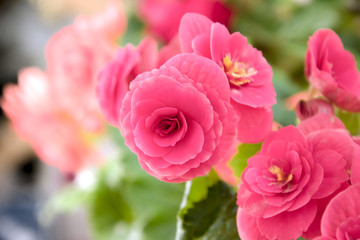 tender fresh pink begonia  terry flowers and petals  bush in a tub on a light wooden table top