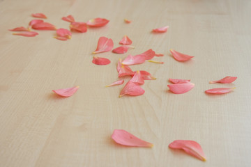 tender fresh pink petals scattered on a light wooden table top