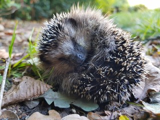 Igel, Natur, Tier, Winterschlaf