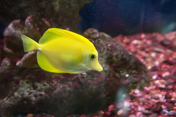 Fototapeta na wymiar bright yellow tropical fish