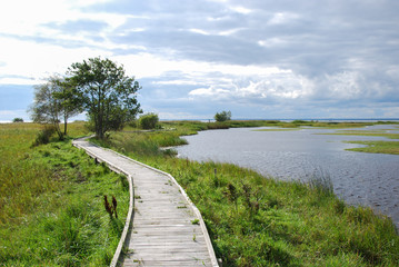 Wooden footbridge through a wetland
