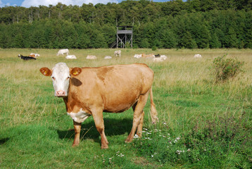 Cattle in a nature reserve