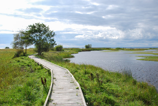 Wooden footbridge through a wetland
