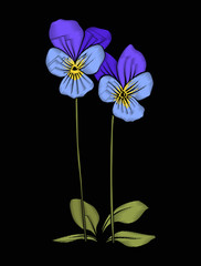 Pansy, violets flower for embroidery in botanical illustration s