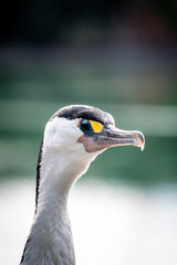 Fototapeta premium Pied Shag - Cormorant