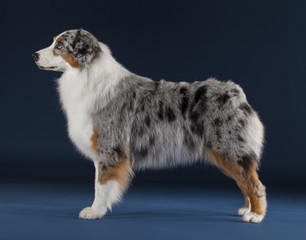 Beautiful Australian sheepdog