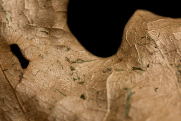 Old dried oak leaf macro