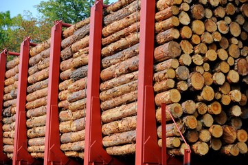 Freight train loaded with pine trunks