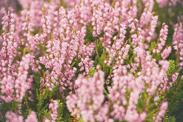 Fototapeta premium Pink common heather or Calluna vulgaris in closeup during autumn