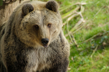 Obraz premium Face bear in nature