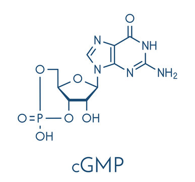 Cyclic guanosine monophosphate (cGMP) molecule. Important second messenger, produced by guanylate cyclase, broken down by phosphodiesterase (PDE). Skeletal formula.