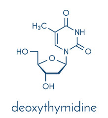 Thymidine (deoxythymidine) nucleoside molecule. DNA building block. Skeletal formula.