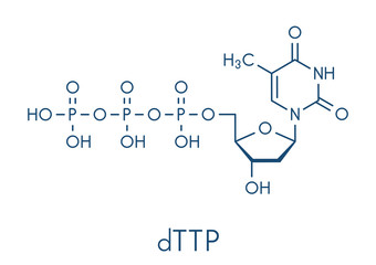 Thymidine triphosphate (TTP) nucleotide molecule. DNA building block. Skeletal formula.