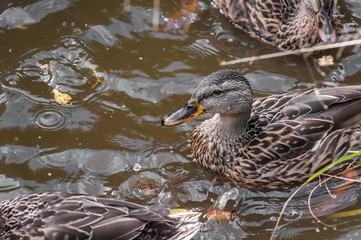 beautiful duck on the lake, looking into the distance
