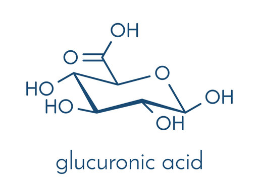 Glucuronic acid molecule. Glucuronidation of xenobiotics plays role in drug metabolism, giving glucuronides. Skeletal formula.