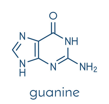 Guanine (G) purine nucleobase molecule. Base present in DNA and RNA. Skeletal formula.