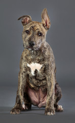 Staffordshire terrier leonado dog