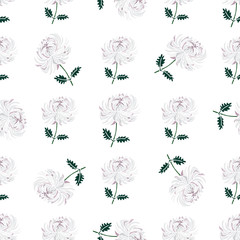Chrysanthemum with leaves daisy hand drawn pattern on white