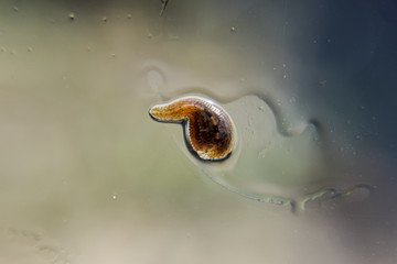 Leech on the glass. Bloodsucking animal. subclass of ringworms from the belt-type class. Hirudotherapy