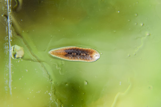 Leech on the glass. Bloodsucking animal. subclass of ringworms from the belt-type class. Hirudotherapy