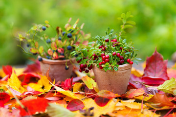 Fototapeta na wymiar Cranberries and blueberry in pots on fall leaves