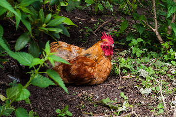 chicken
