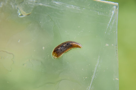 Leech on the glass. Bloodsucking animal. subclass of ringworms from the belt-type class. Hirudotherapy