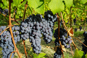 Grapes and vineyards