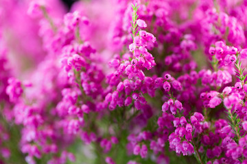 Obraz premium Plant erica gracilis.