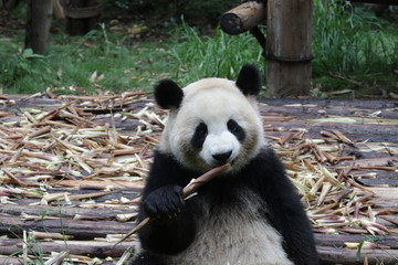 Obraz premium Playful Giant Panda