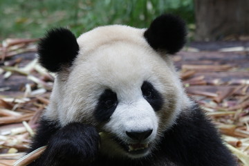 Obraz premium Giant Panda in Chengdu,China